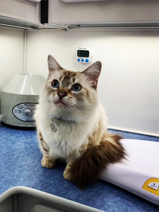 A cat looking up curiously