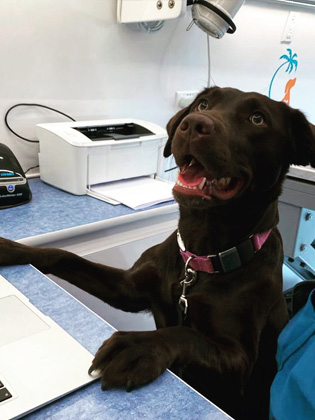 A happy dog sitting on the grass