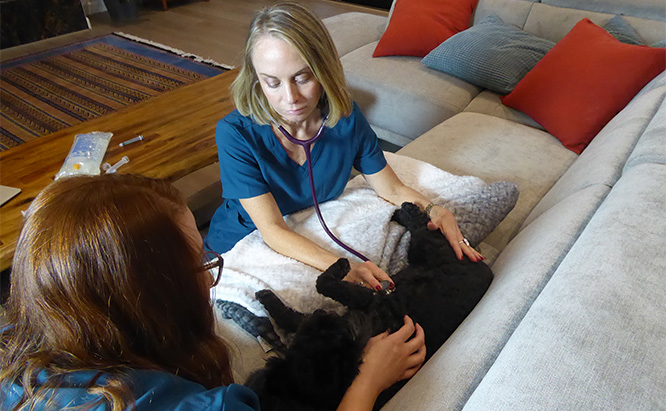 Veterinarian providing end-of-life care for a pet at home.