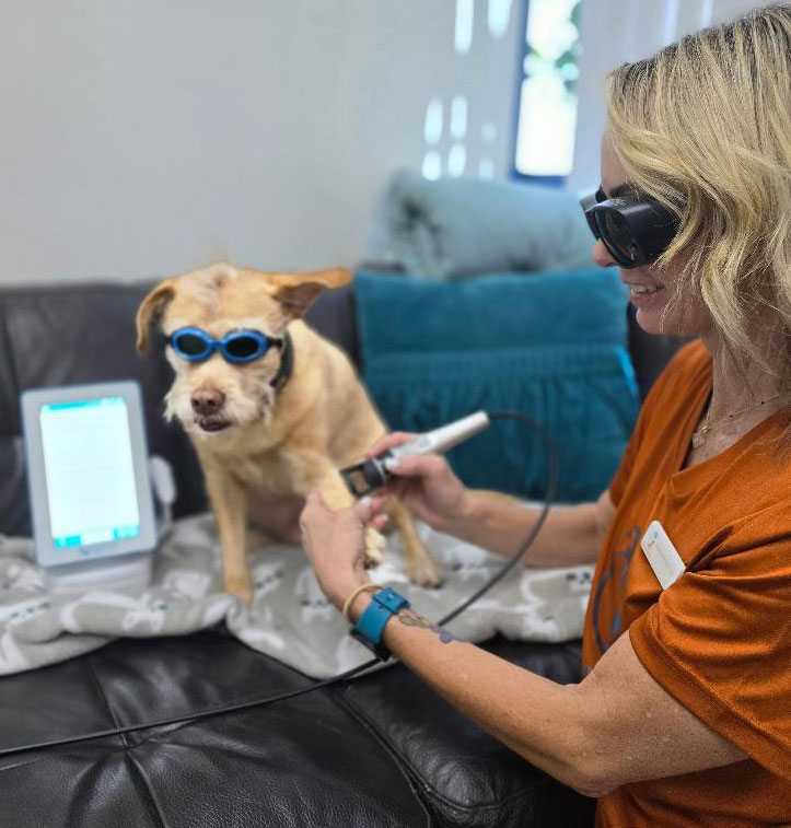 Dr. Bradshaw applying cold laser therapy to her dog Steve