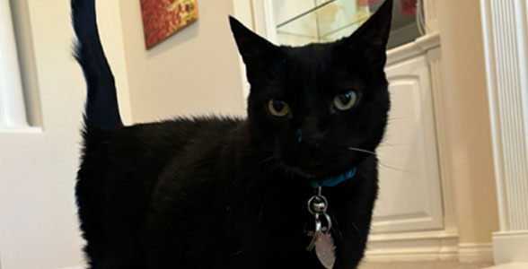 A close-up of a cat's face