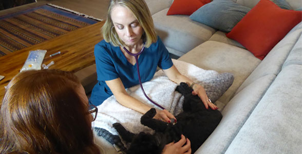 Veterinarian examining a pet on a couch at home