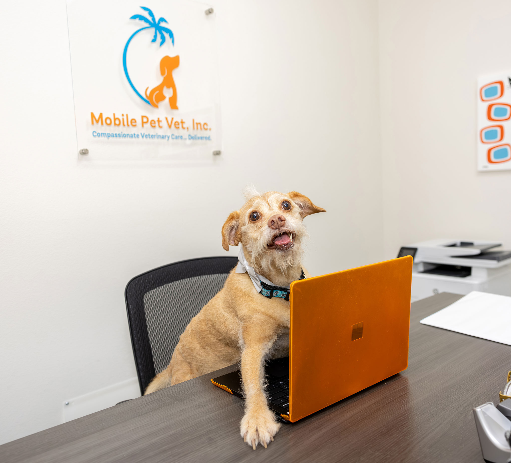 Dr. Bradshaw's dog Steve, a small terrier mix