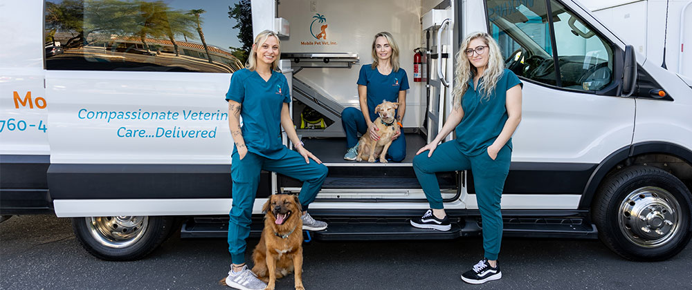 Doctor examining a happy dog during a wellness check